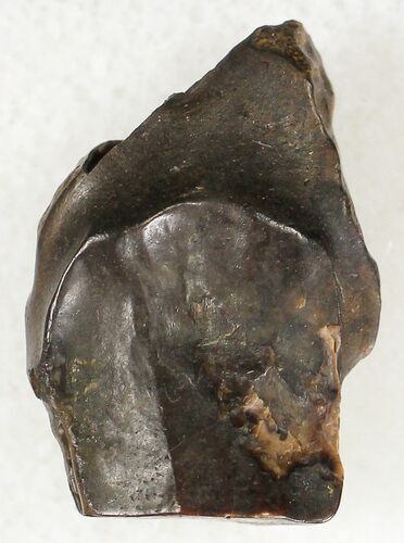 Triceratops Shed Tooth - Montana #20591